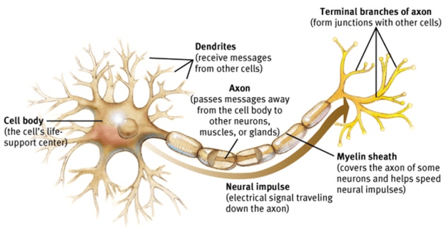 DENDRITES AND AXONS