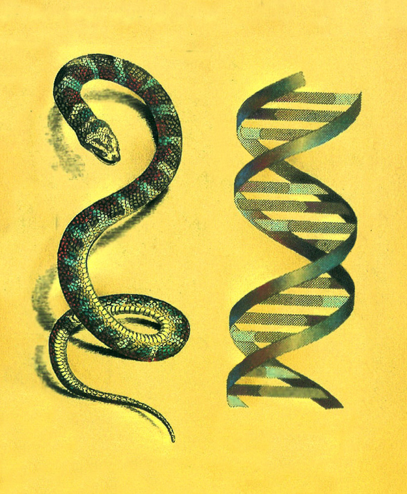 SNAKE-DNA IMAGE
