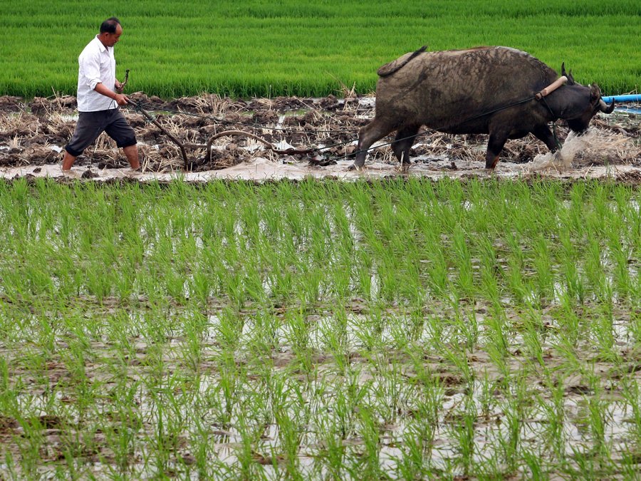 CHINA'S FARMING INDUSTRY