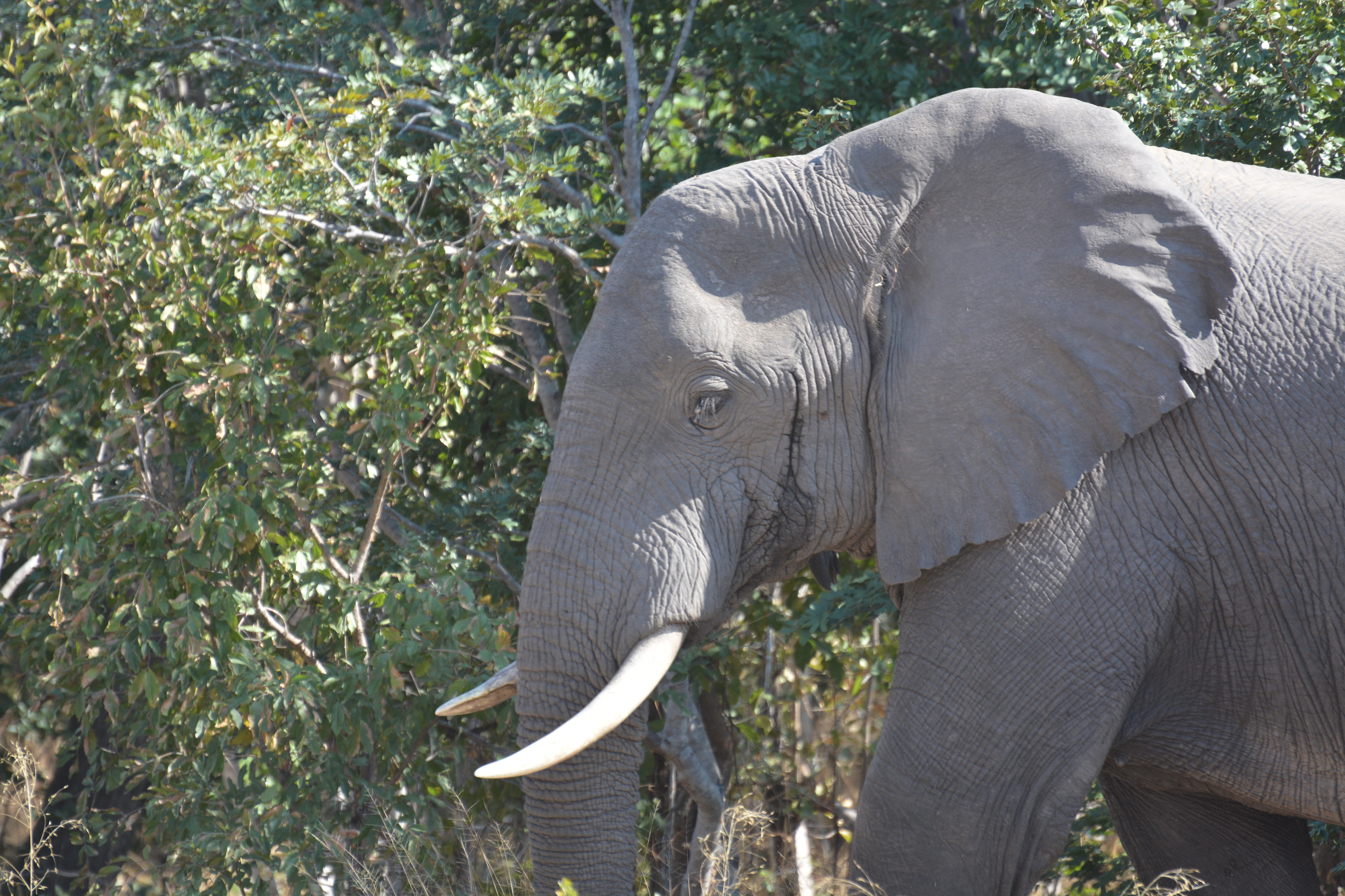 AFRICA JULY 2017_8101.JPG