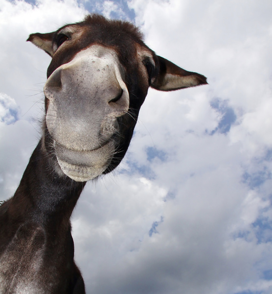 DONKEY