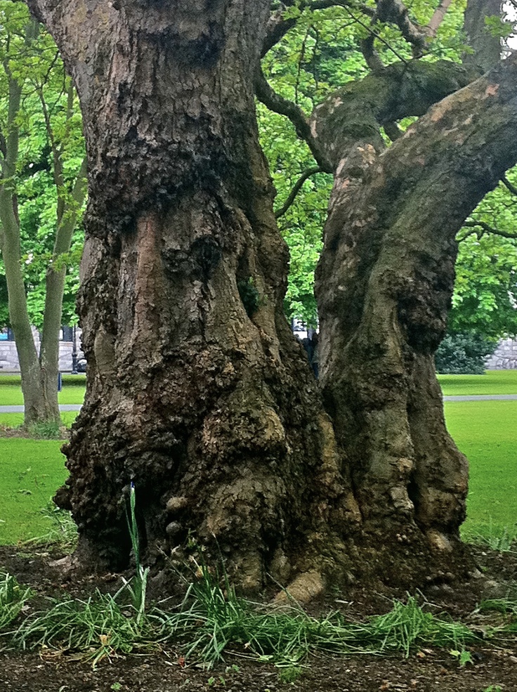 THE LANGUAGE OF TREES