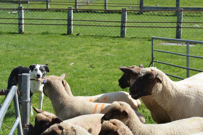 New Zealand Animal Husbandry Farm
